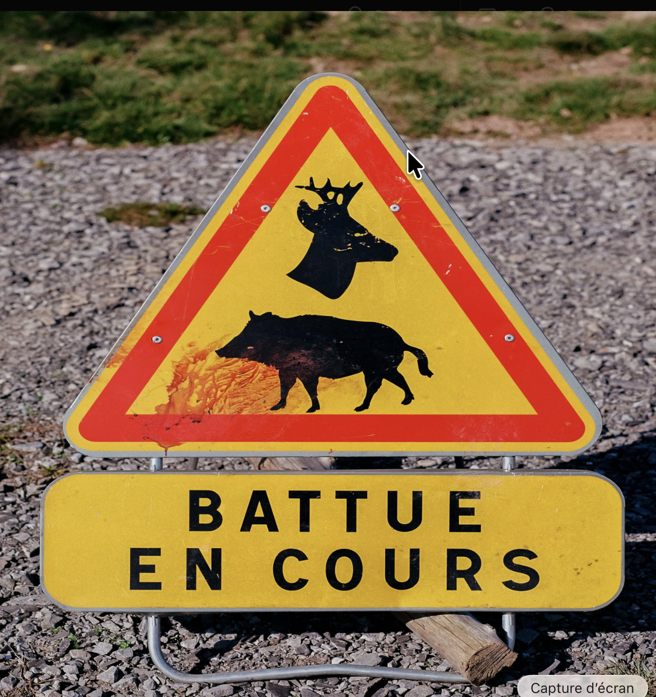 Battues actu